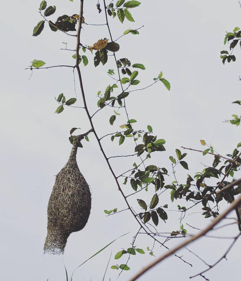 Baya weaver nest 🐥, Dehiaththakandiya Sri Lanka