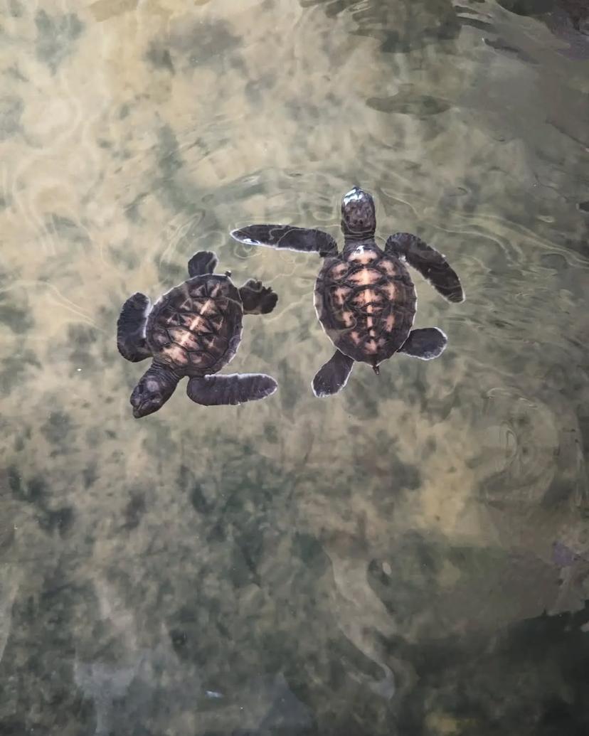 Nah bro, this way! 🐢, Ambalangoda, Sri Lanka